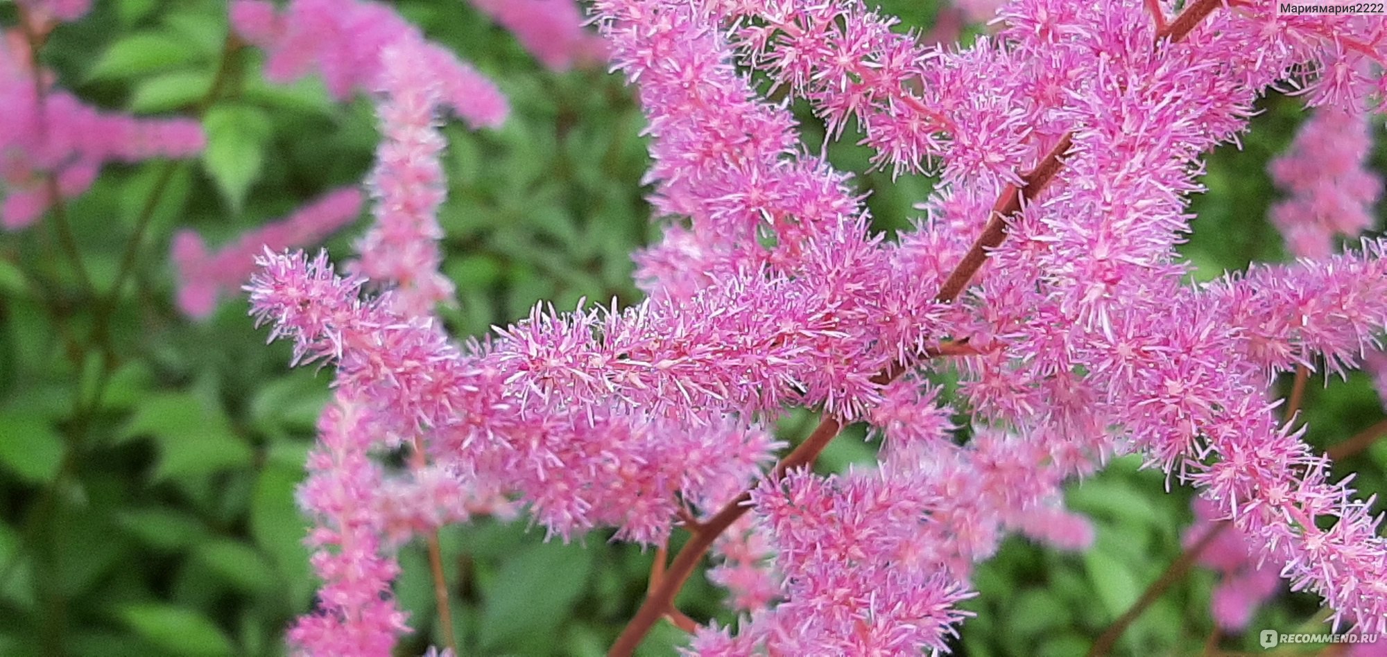 Астильба (ASTILBE) - «Астильба. Многолетнее неприхотливое растение. Цветет  красивыми метелками и не требует особого ухода. » | отзывы