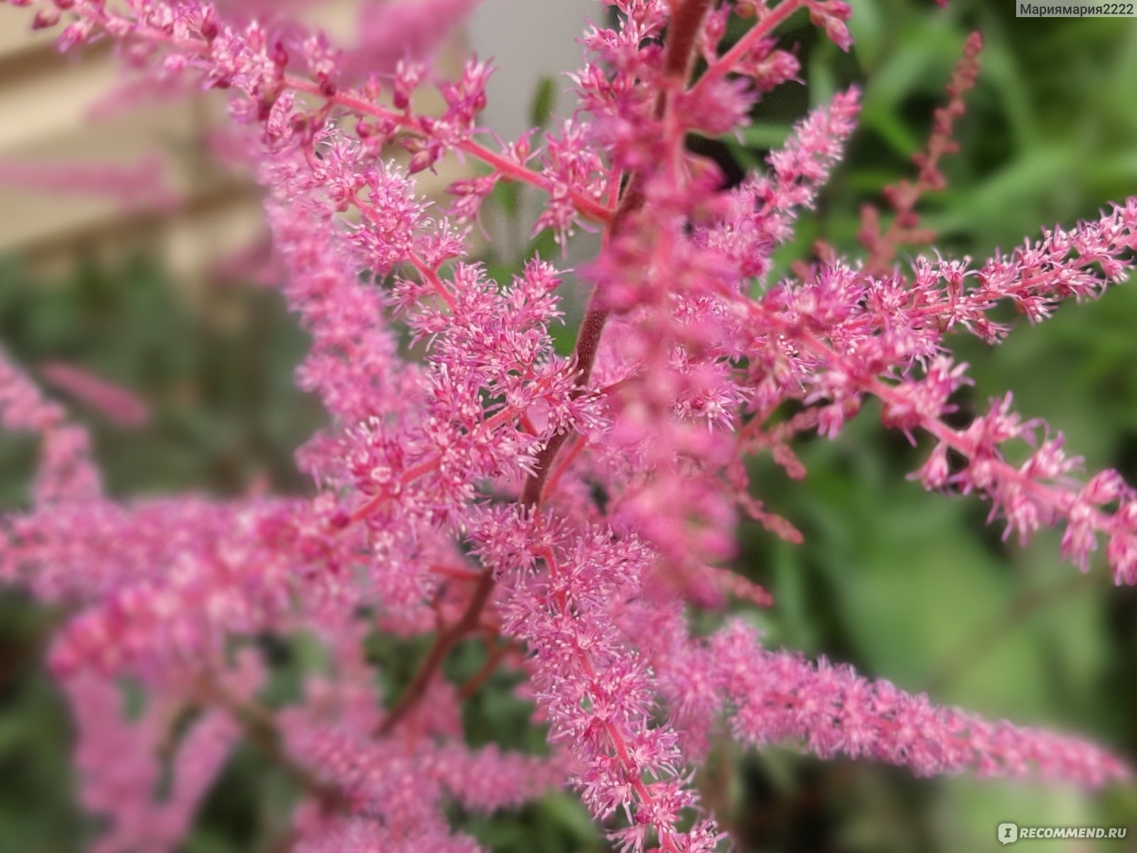 Астильба (ASTILBE) - «Астильба. Многолетнее неприхотливое растение. Цветет  красивыми метелками и не требует особого ухода. » | отзывы