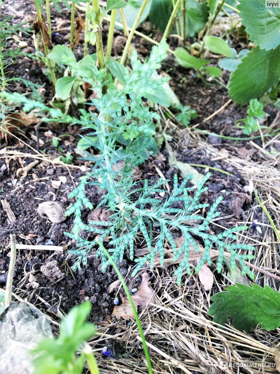 Туя западная Брабант (Thuja occidentalis Brabant) - «💚Выращивание туи из  семян собранных в парке 💚Пушистая туя на подоконнике ИЛИ живая изгородь на  участке» | отзывы