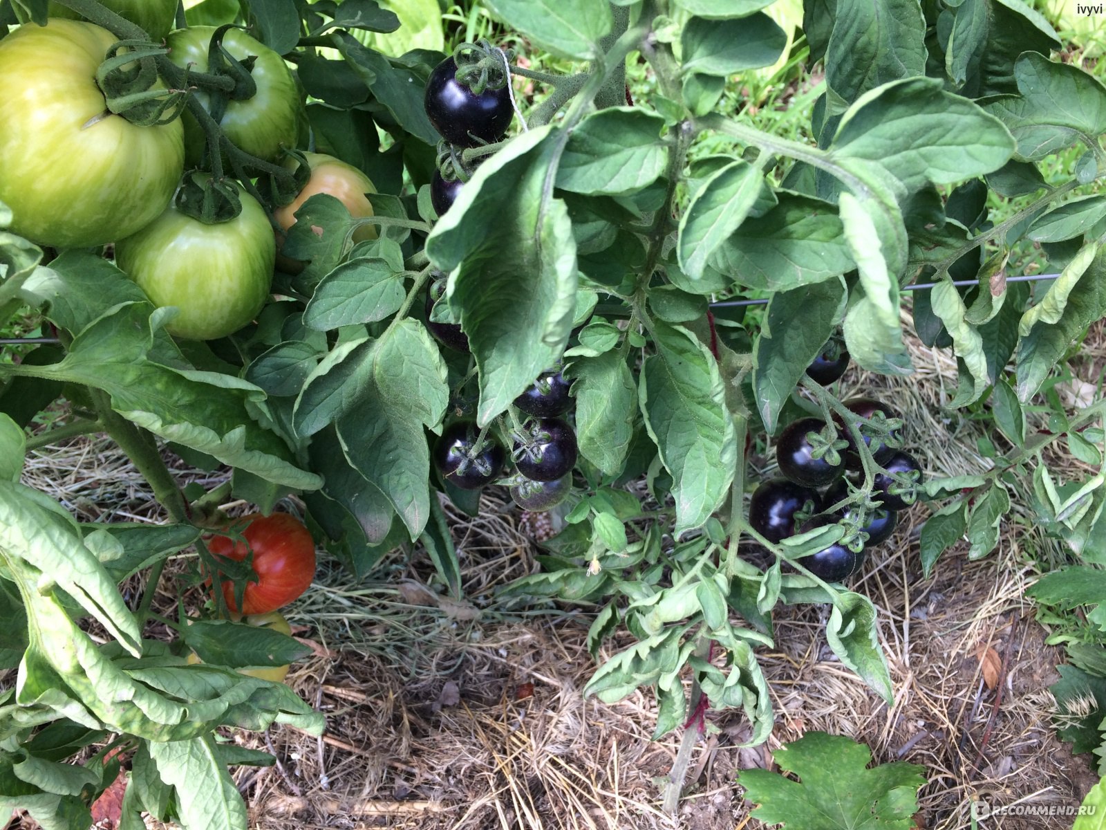 Томат Уголек описание сорта помидоров характеристики особенности выращивания