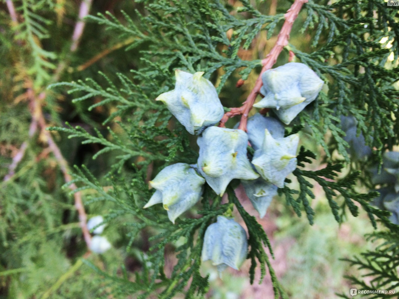 Туя западная Брабант (Thuja occidentalis Brabant) - «💚Выращивание туи из  семян собранных в парке 💚Пушистая туя на подоконнике ИЛИ живая изгородь на  участке» | отзывы