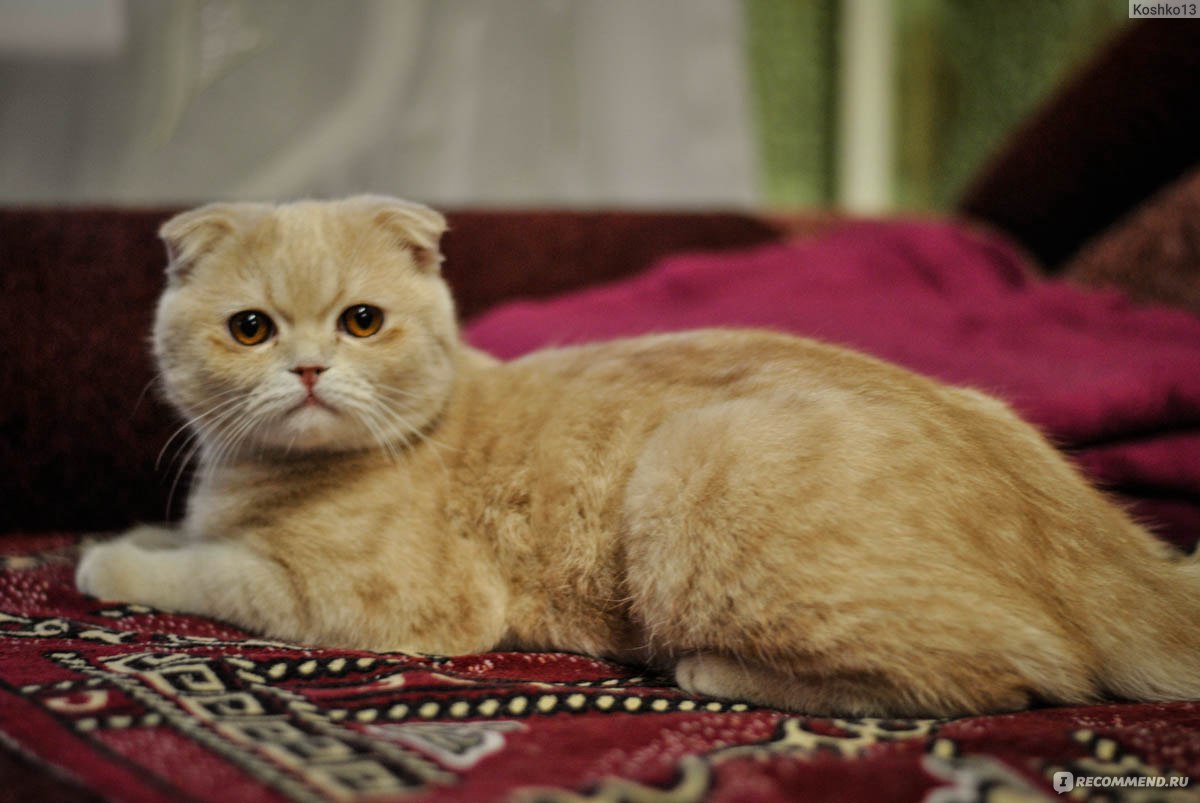 Скоттиш-фолд (Шотландская вислоухая кошка) - «Вислоухий шотландец по имени  Пуля – теперь Пухля :) О похождениях никому не нужного красавца :)» | отзывы