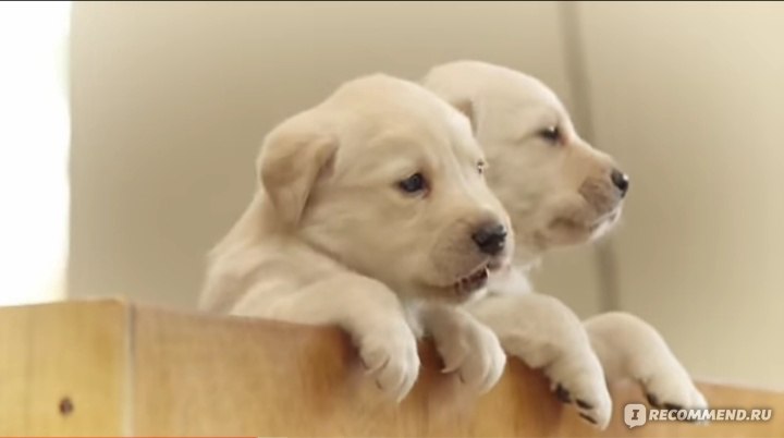 what is an andrex puppy breed