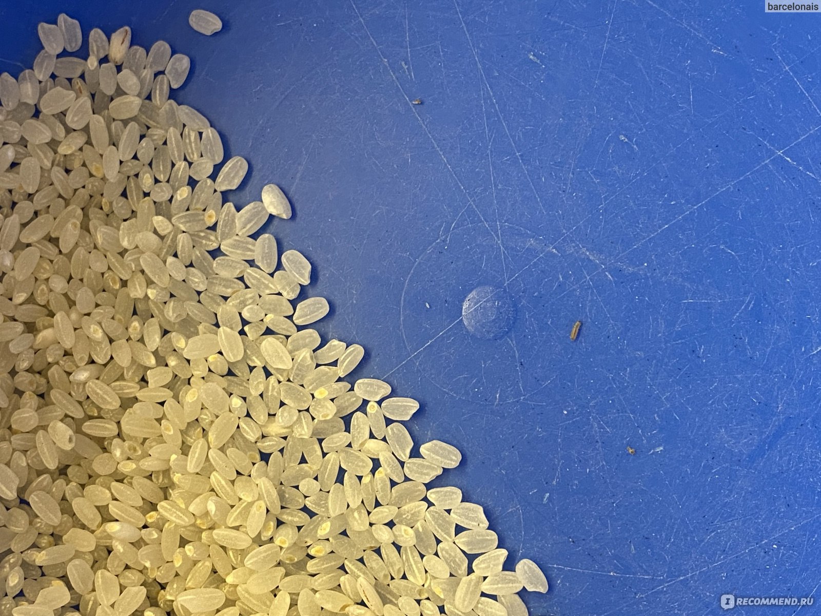 Личинки в рисе фото