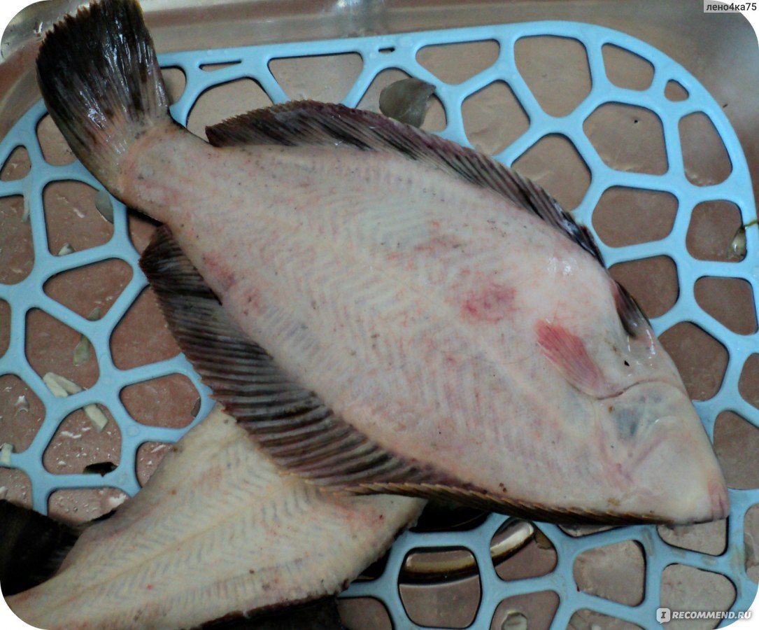 Рыба курица морская фото и описание