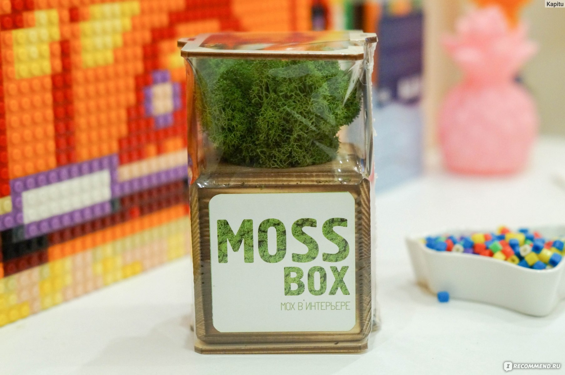 Стабилизированный мох в горшке Эйфорд MossBox fire green cube - «Моя идея  купить стабилизированный мох была прекрасной! Радостный зелёный кусочек в  интерьере. А уход за стабилизированным мхом очень простой!» | отзывы