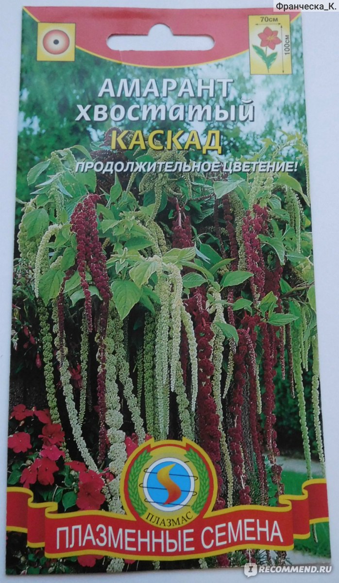 Плазменные семена Амарант хвостатый Каскад - «О таком вы даже и не мечтали.  Цветной водопад в саду - вырастит даже ленивый садовод!» | отзывы