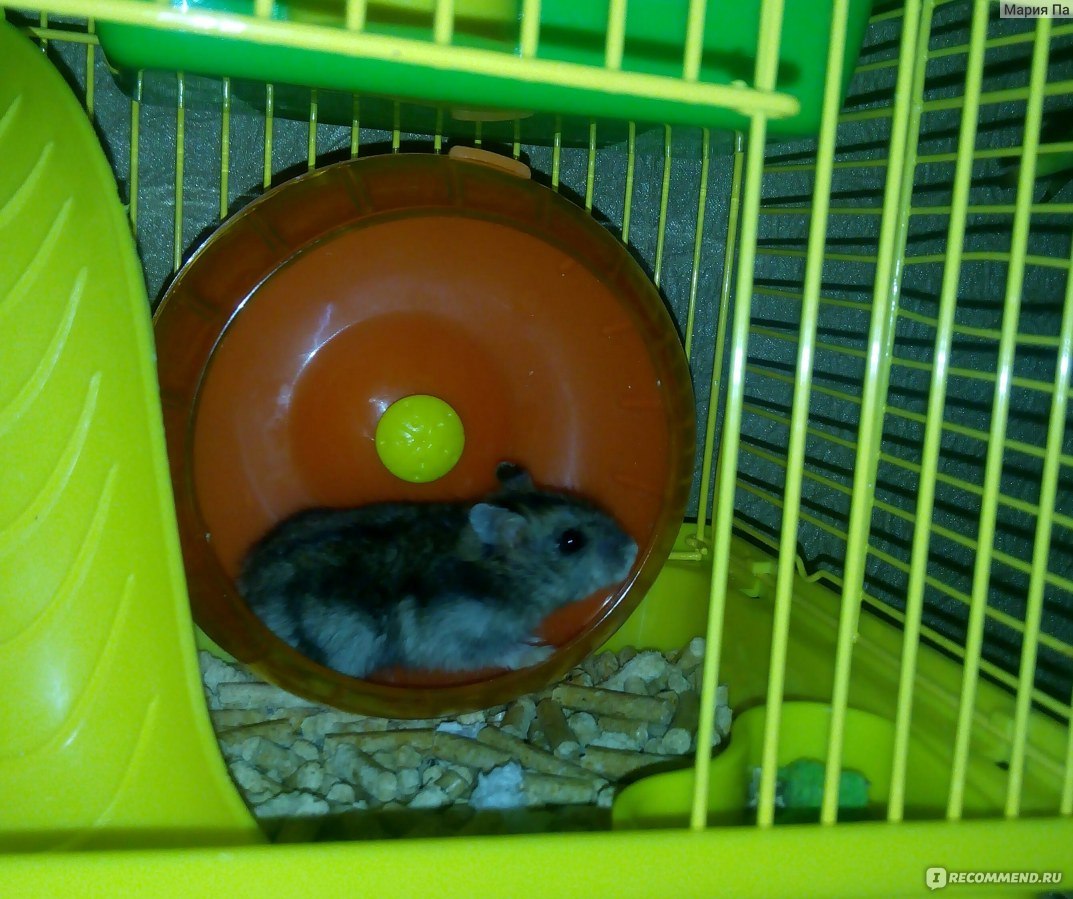 Шар прогулочный для грызунов Aliexpress 1Pc Pet Rodent Mice Jogging Gerbil  Plastic Hamster Exercise Ball Rat Play Toy color random - «Радость для  хомяка и веселое зрелище для хозяина. Как сэкономить 200