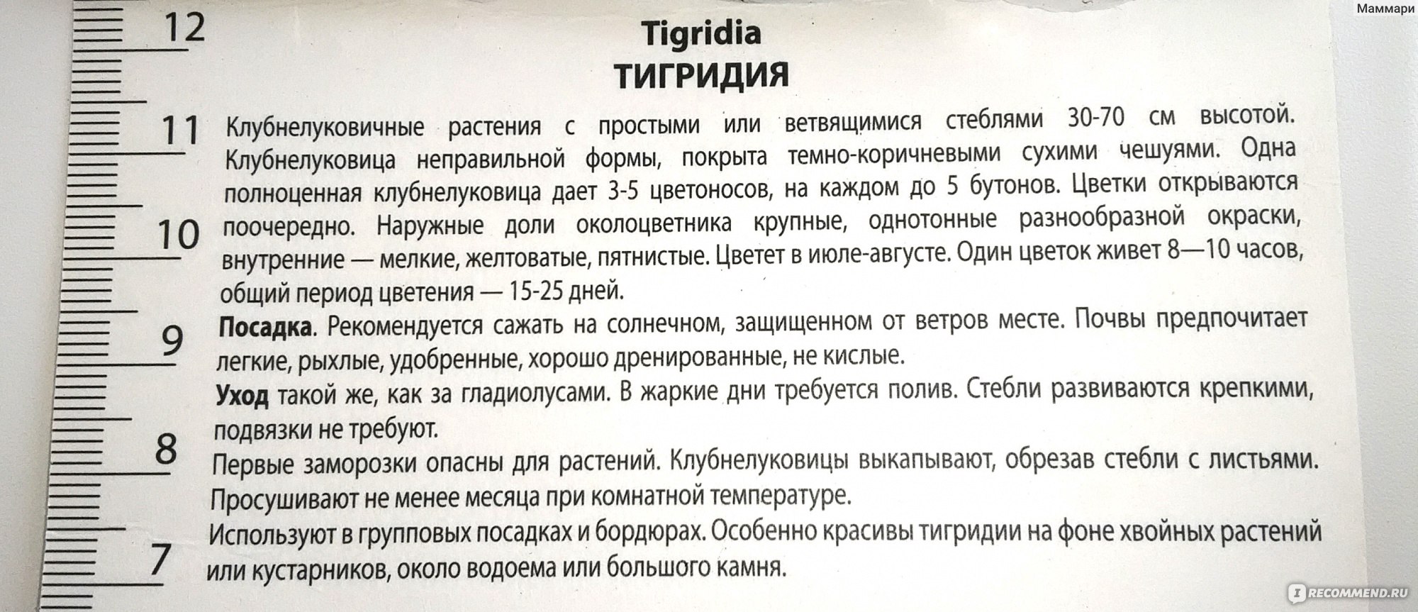 Тигридия павлинья / Tigridia pavonia - «Необычные цветы, привлекают  внимание.» | отзывы