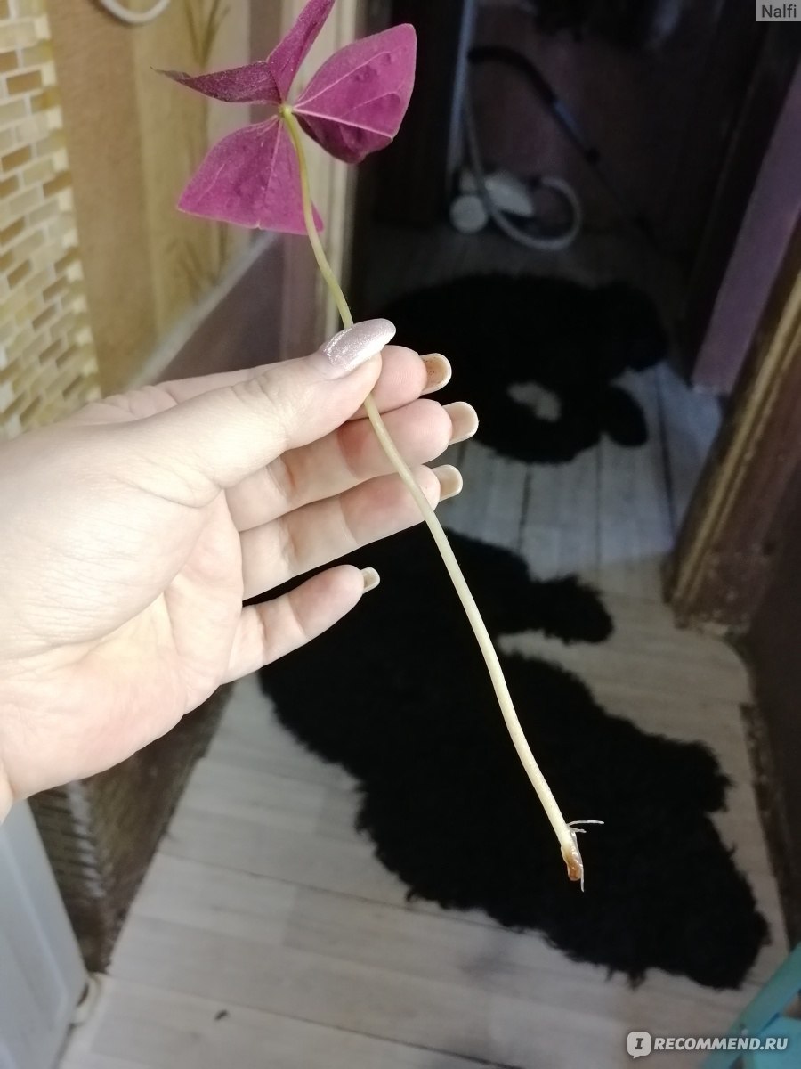 Кислица треугольная (Oxalis triangularis) - «Одно из лучших комнатных  растений» | отзывы