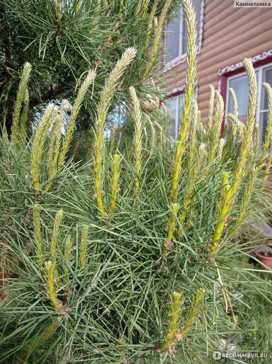 Сосна обыкновенная (Pinus sylvestris) - «Саженец из ближайшего леса.  Превращение обыкновенной сосенки в роскошную сказочную красавицу » | отзывы