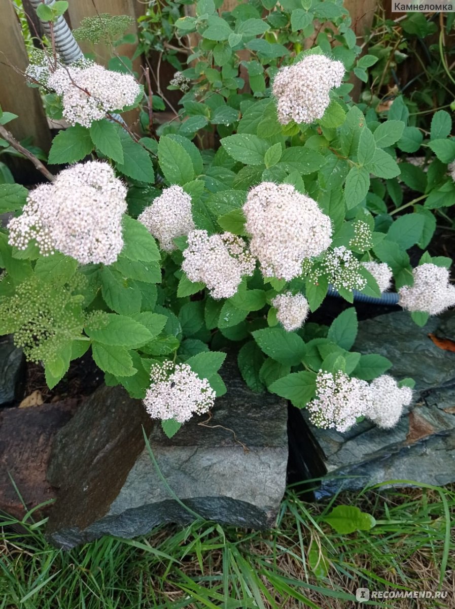 Спирея ( Spiraea) - «Спирея - украшение участка» | отзывы