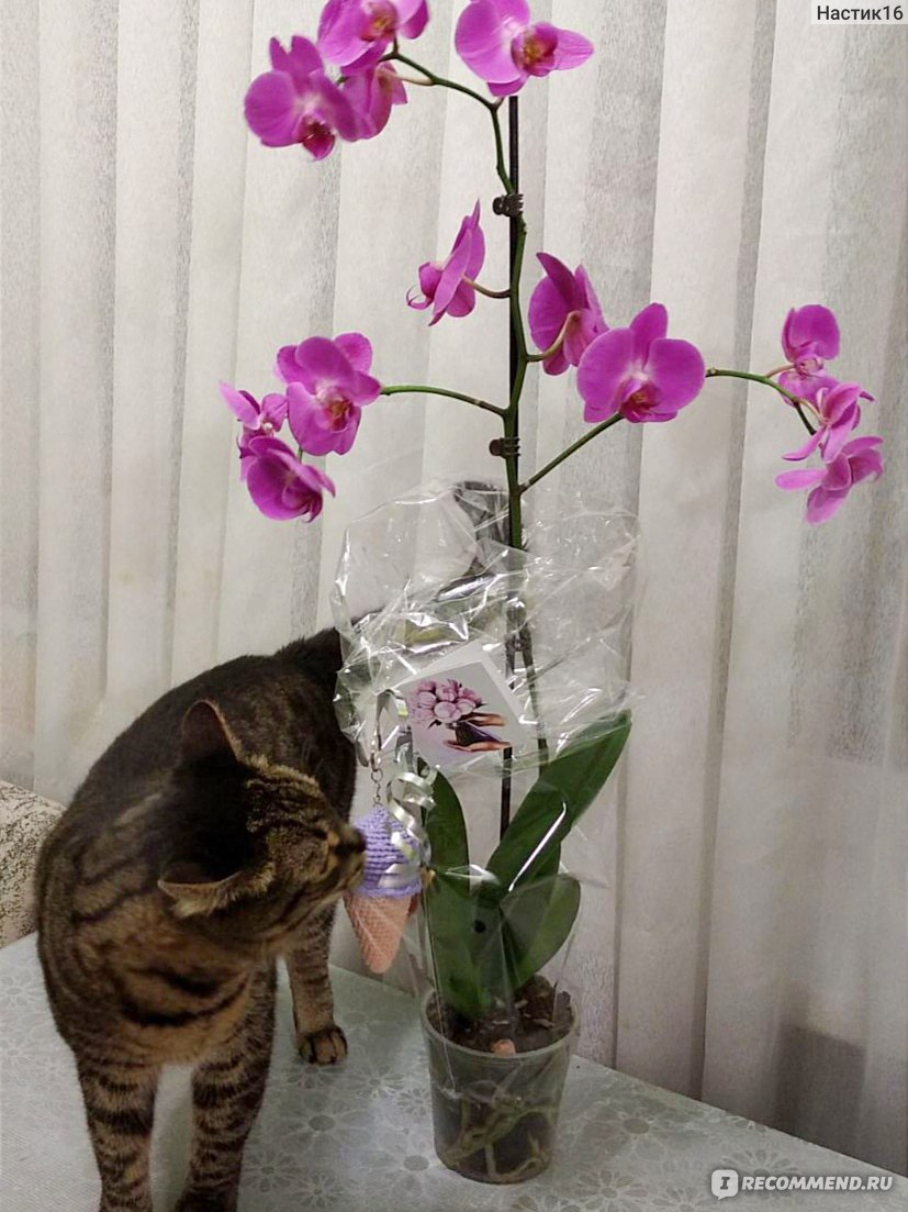 Орхидея Фаленопсис Лиодоро Парфюм