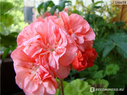 Пеларгония edwards embers фото описание