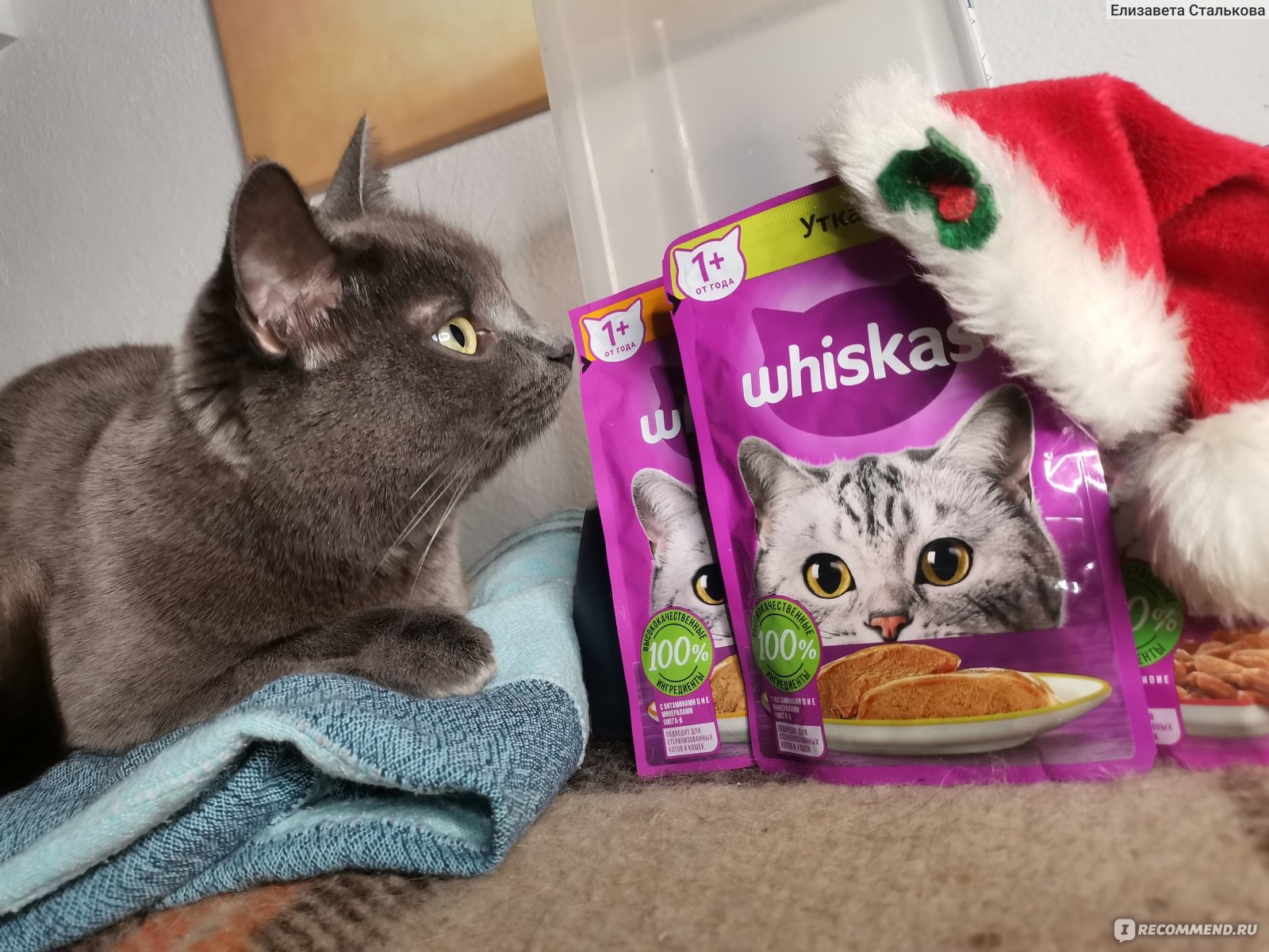 Кот отзывы. Whiskas реклама. Любимые лакомства кошек. Счастливый котик и лакомства. Лакомства для кошек фото.