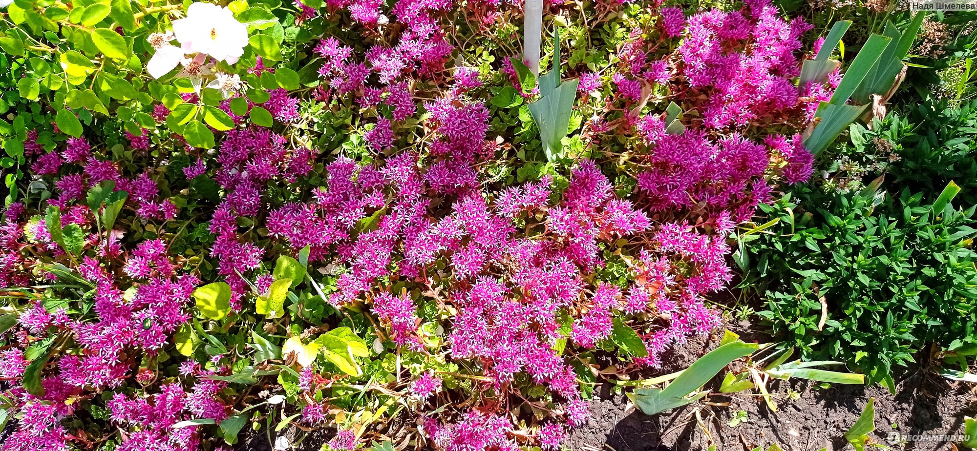 Очиток ложный (Sedum spurium) - «Очиток ложный создал мне ковровую дорожку  в период цветения. Нежный малиновый цвет - украшение моего сада. » | отзывы