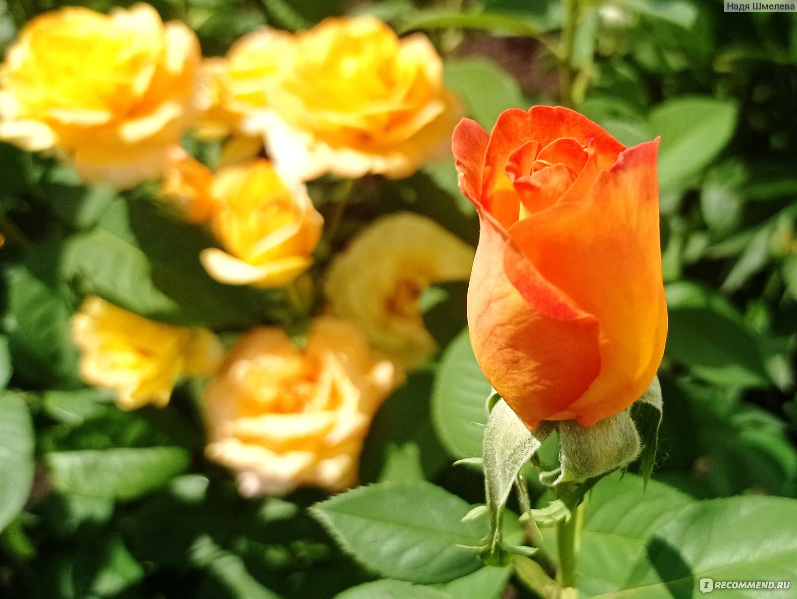 Розы: выбор сортов для сада