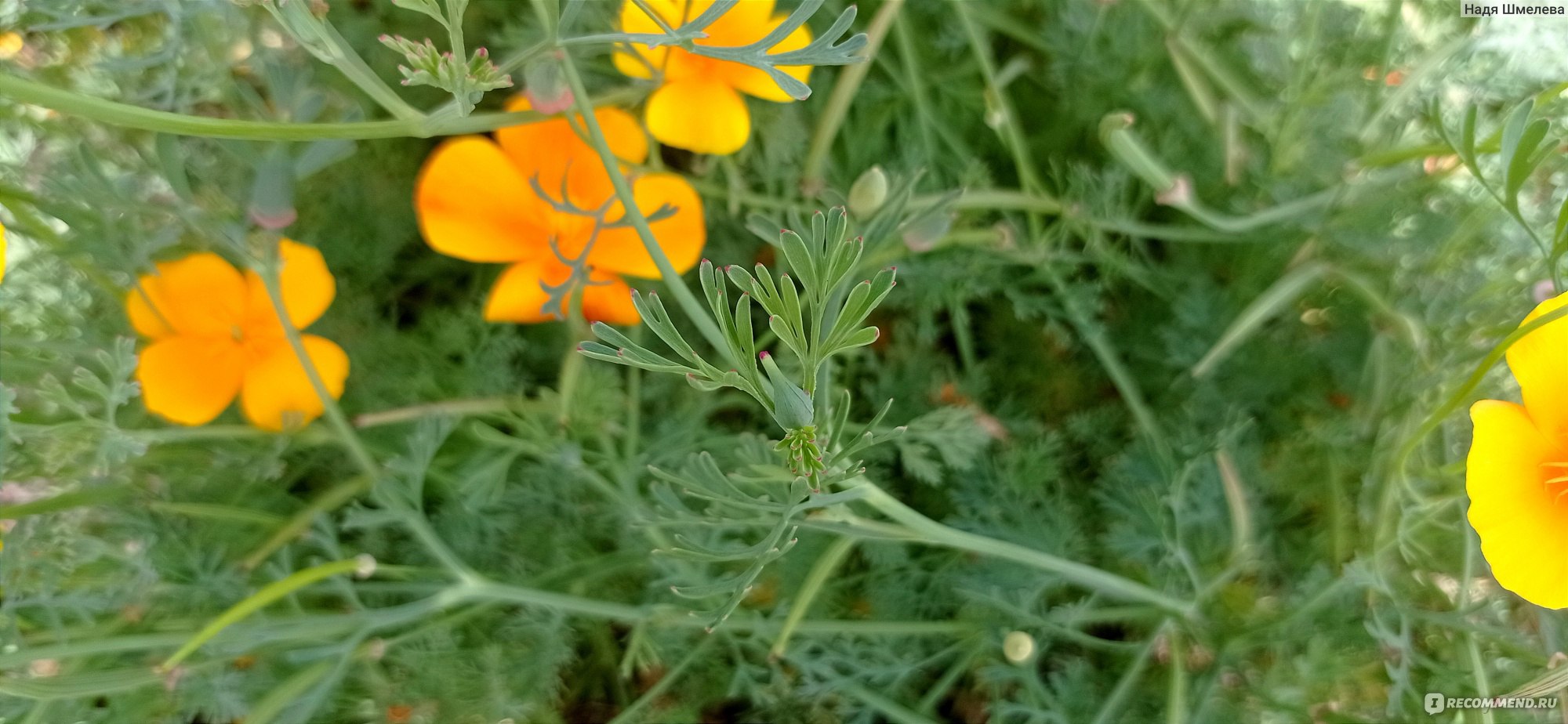 Эшшольция калифорнийская (Eschscholzia californica) - «Эшшольция  Калифорнийская - солнечный цветочек в моем саду. Фото Эшшольции в период  цветения. » | отзывы