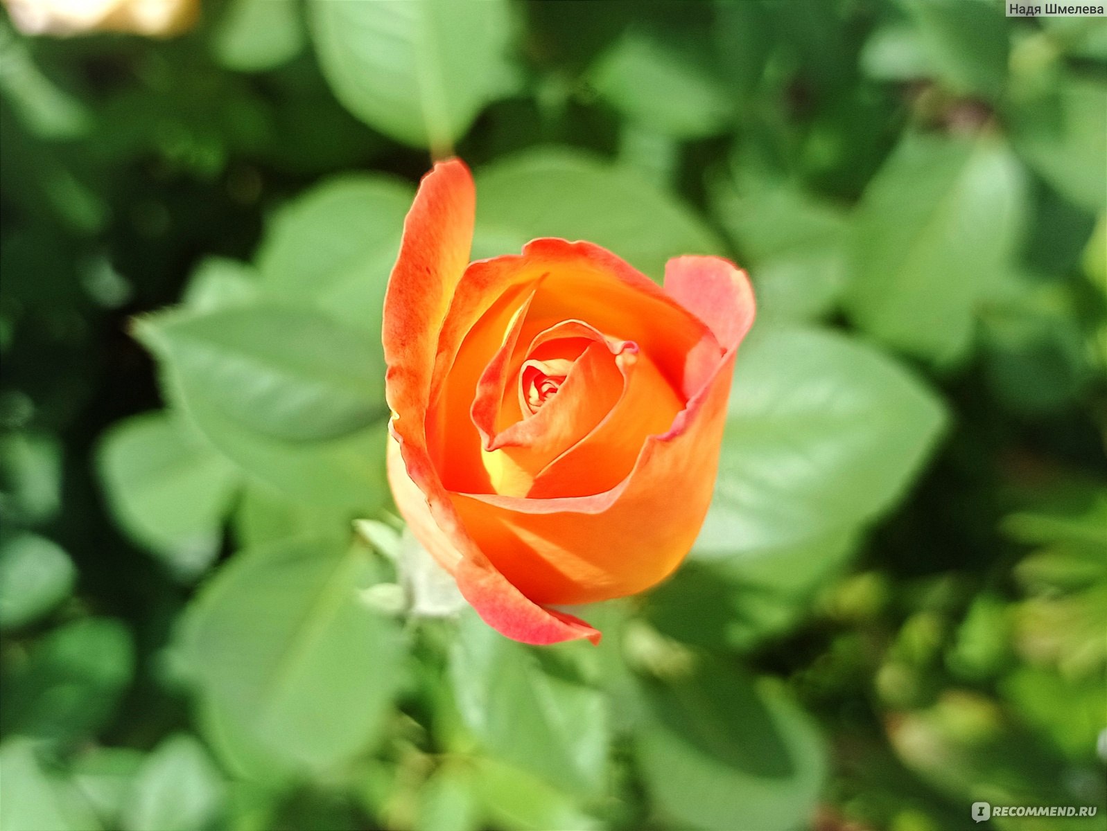 Бордюрные розы патио, уход, сорта, фото | Выращивание, уход за розами, сорта и букеты из роз