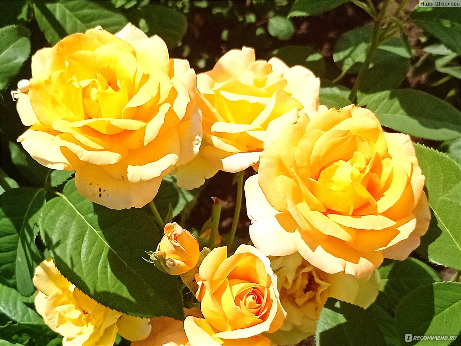 Особенности и характеристики сорта розы 