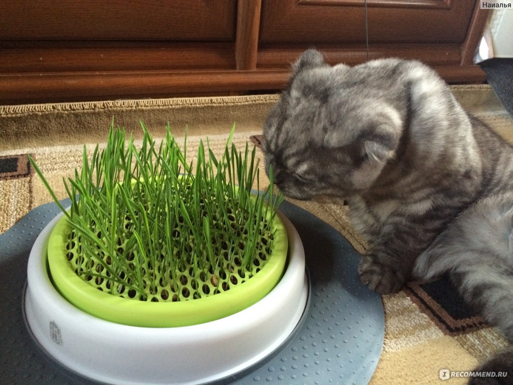 Можно ли сажать траву. Кошачья трава. Травка для кошек. Выращивать траву для кошек. Овес для котов.