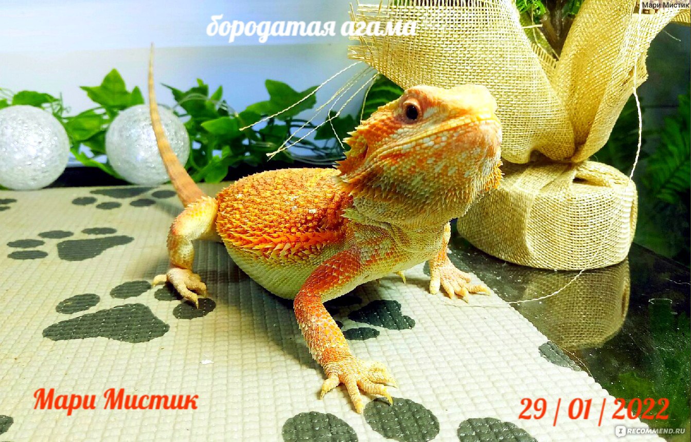 Бородатая Агама (Pogona vitticeps) - «Бородатая агама можно АЛЛЕРГИКАМ /  ВИДЕО Мой ручной дракон / Много ФОТО / Самая простая рептилия для новичка /  Можно детям / » | отзывы