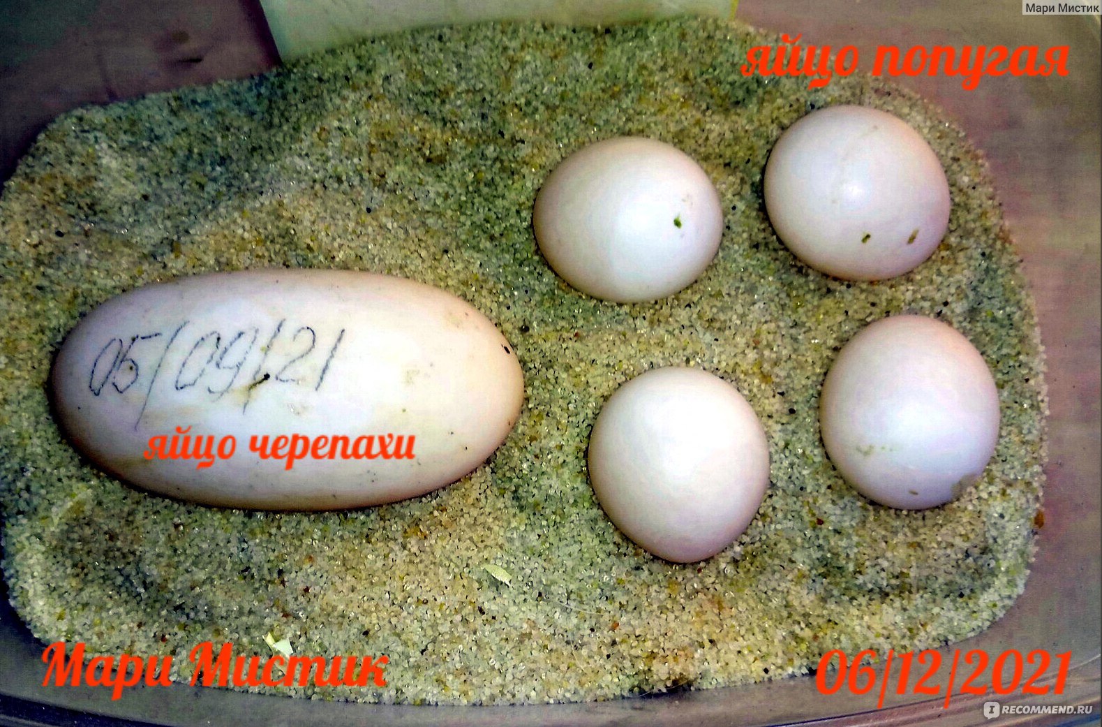 Овоскопирование яиц попугая
