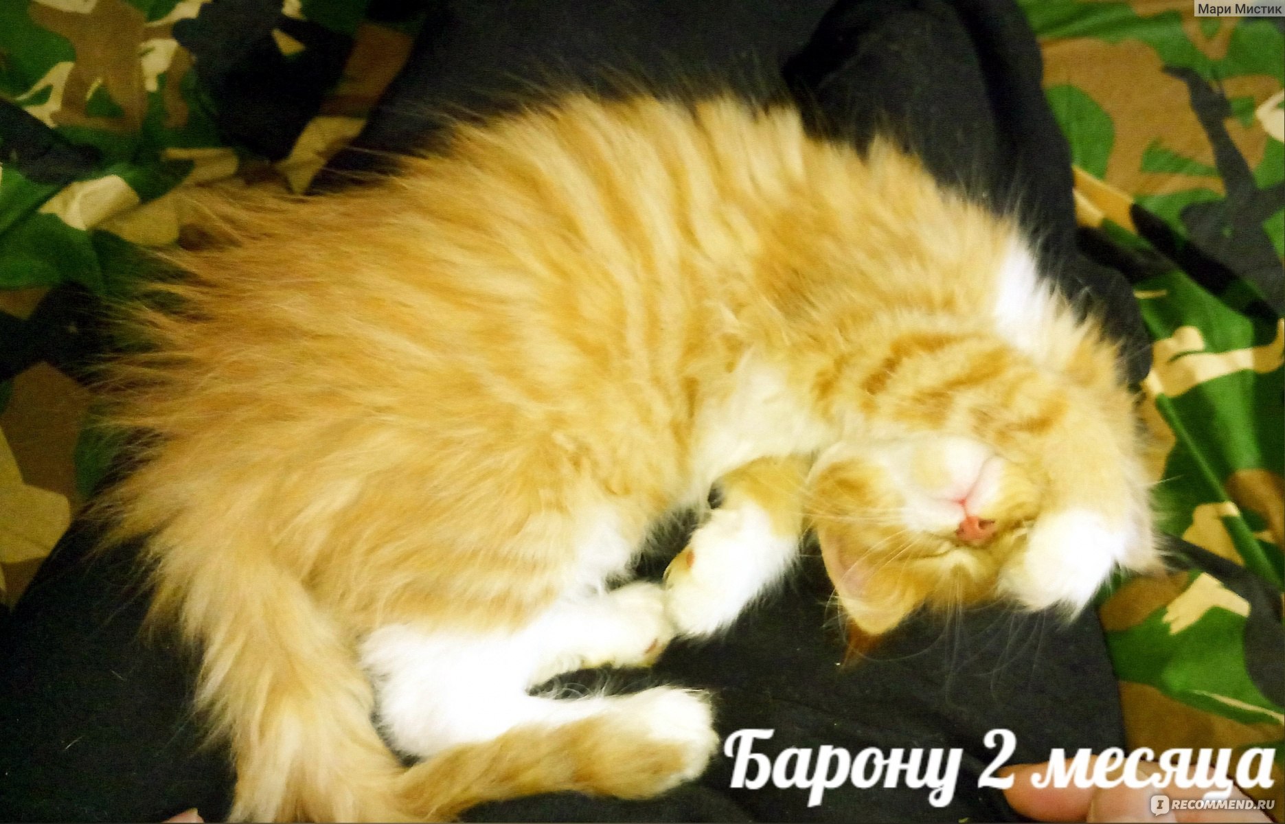 Мейн-Кун / Maine Coon - «Мой Барин Барон Баронович - мейн кун для меня  лучшая порода кошек / Видео помогают кормить ФАЗАНОВ кот и ЗСЛ ЛАЙКА/ На  ВИДЕО наш кот и чихуахуа