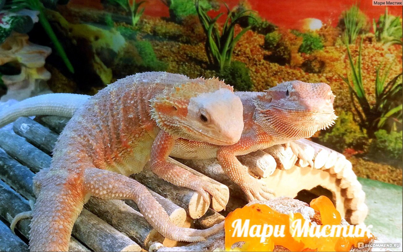 Бородатая Агама (Pogona vitticeps) - «Бородатая агама можно АЛЛЕРГИКАМ /  ВИДЕО Мой ручной дракон / Много ФОТО / Самая простая рептилия для новичка /  Можно детям / » | отзывы