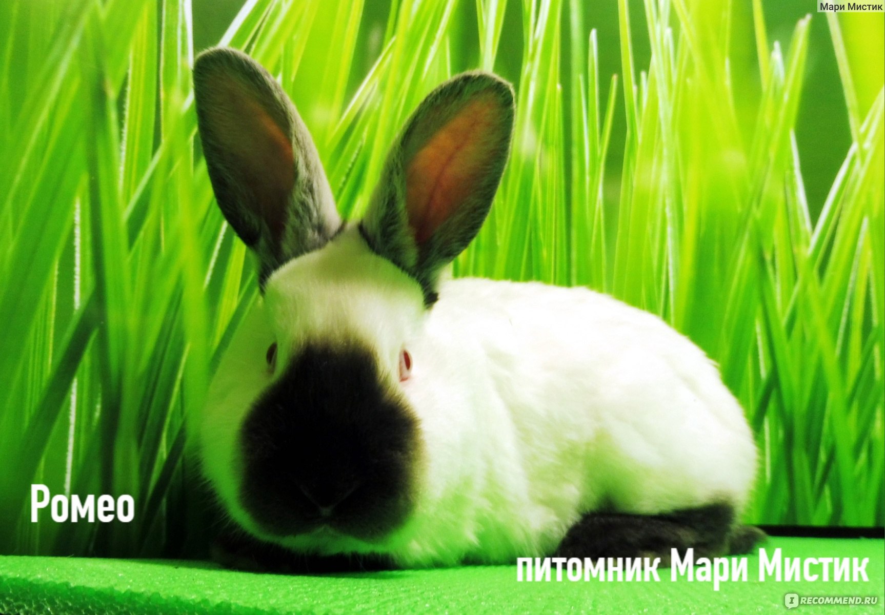 ВИДЕО: Принцип строения маточников для кроликов, смотреть онлайн!