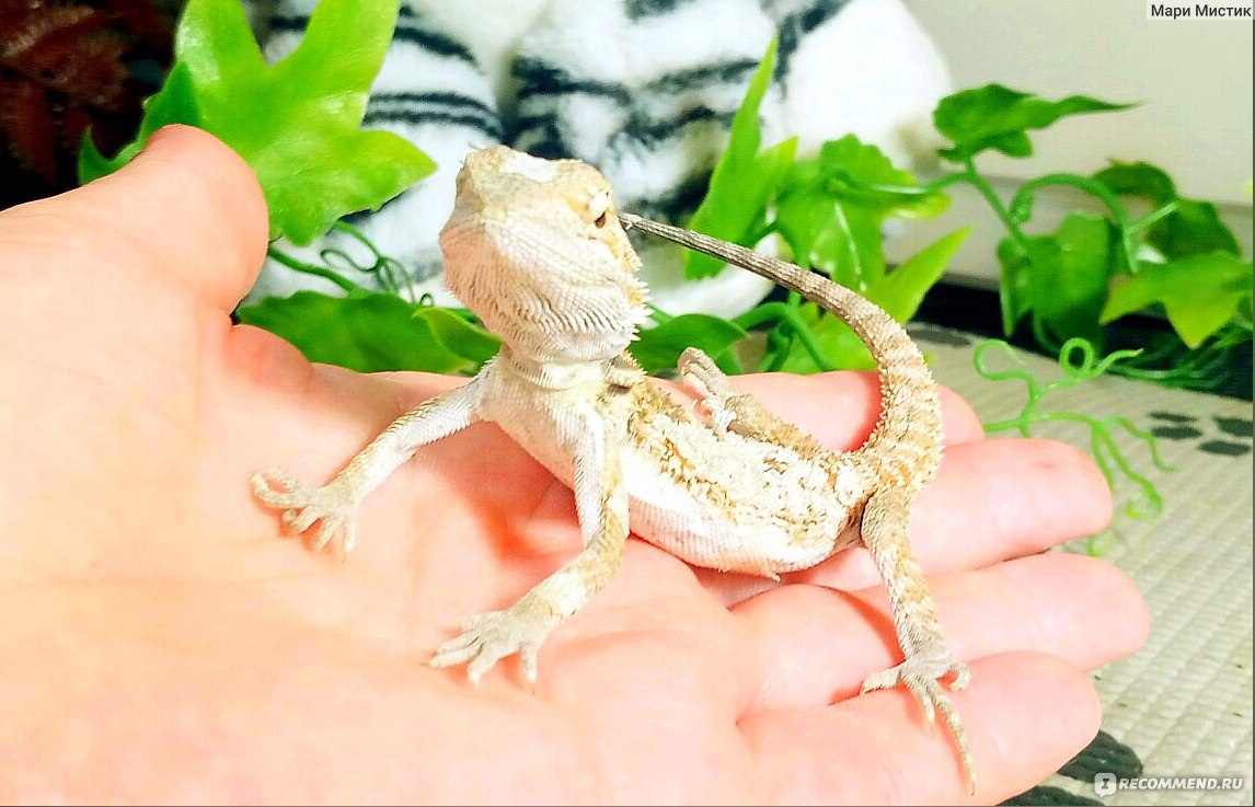 Бородатая Агама (Pogona vitticeps) - «Бородатая агама можно АЛЛЕРГИКАМ /  ВИДЕО Мой ручной дракон / Много ФОТО / Самая простая рептилия для новичка /  Можно детям / » | отзывы