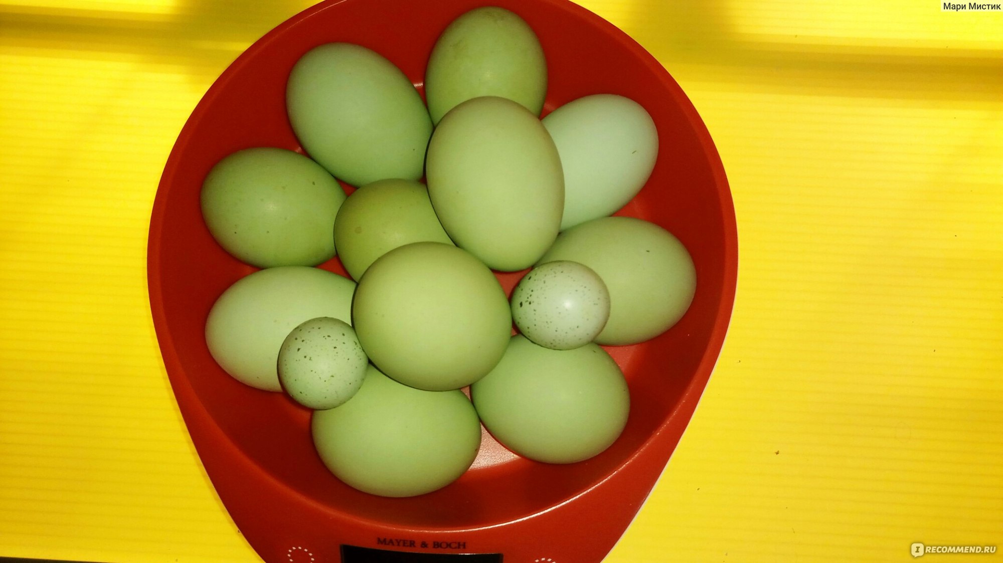 яйца голубого и зеленого цвета