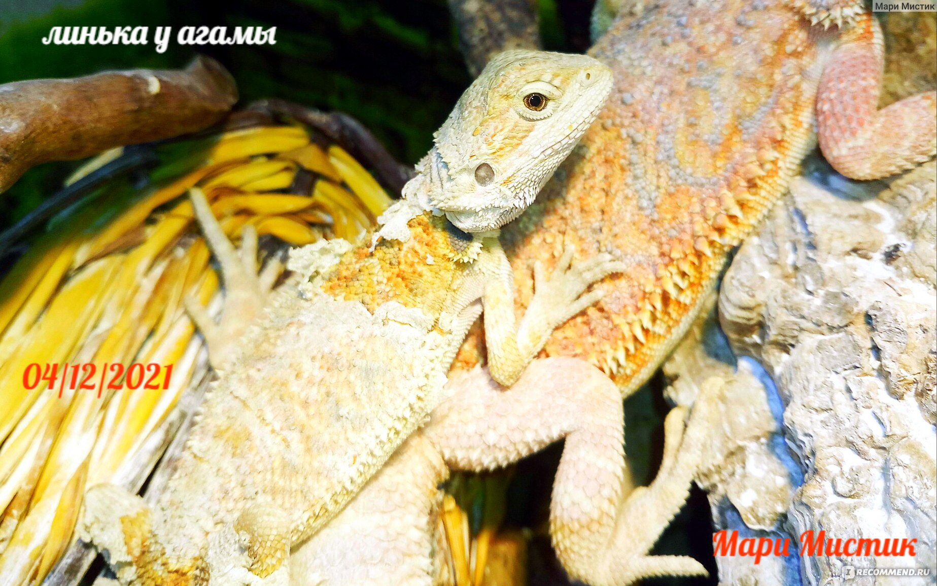 Бородатая Агама (Pogona vitticeps) - «Бородатая агама можно АЛЛЕРГИКАМ /  ВИДЕО Мой ручной дракон / Много ФОТО / Самая простая рептилия для новичка /  Можно детям / » | отзывы