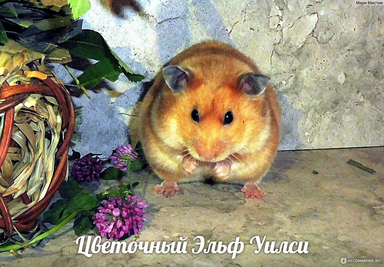 🐹 ХОМЯК ИЗ БУМАГИ 🐹 [ ПОДЕЛКИ ДЛЯ ДЕТЕЙ ] EASY HAMSTER CRAFT FOR KIDS — Video