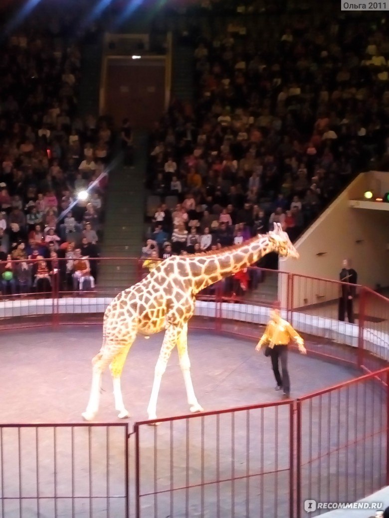 Цирк иваново жираф шоу