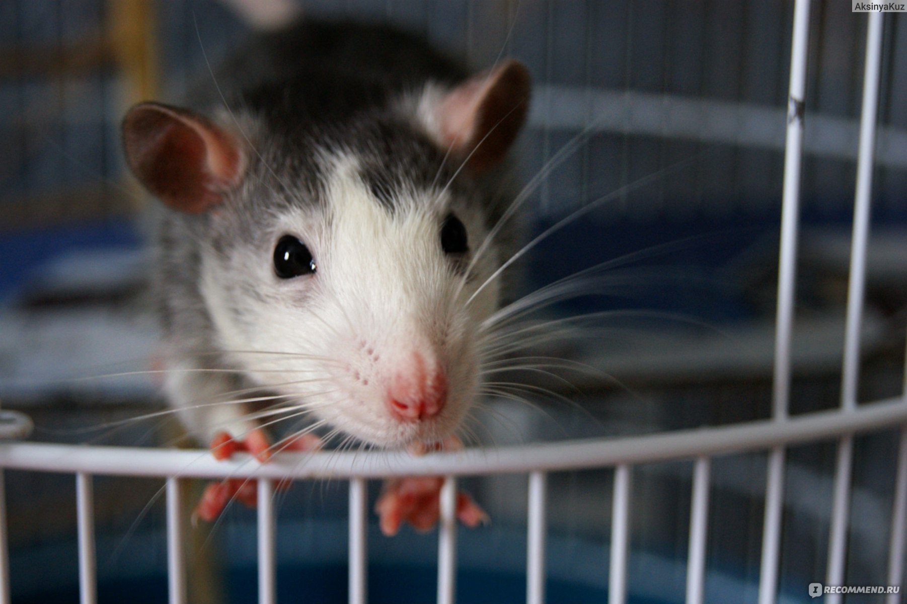 Декоративные крысы: умные и неприхотливые домашние животные для квартиры ветна