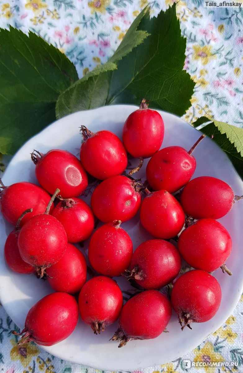 Боярышник мягковатый (лат. Crataegus submollis) - «Ягода от стресса,  бессонницы и давления. Суровое манго российской глубинки. Сочный, вкусный и  любимый боярышник, в народе называемый барыней» | отзывы