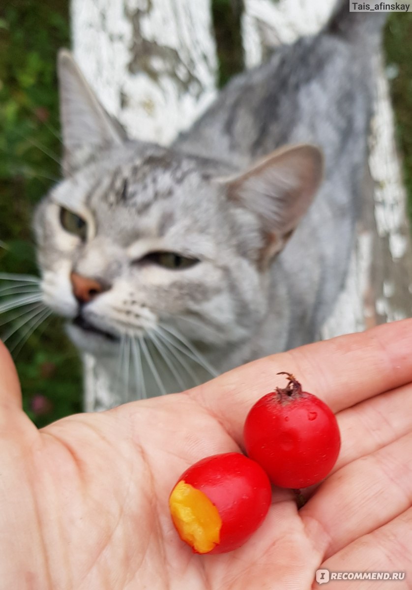 Боярышник мягковатый (лат. Crataegus submollis) - «Ягода от стресса,  бессонницы и давления. Суровое манго российской глубинки. Сочный, вкусный и  любимый боярышник, в народе называемый барыней» | отзывы