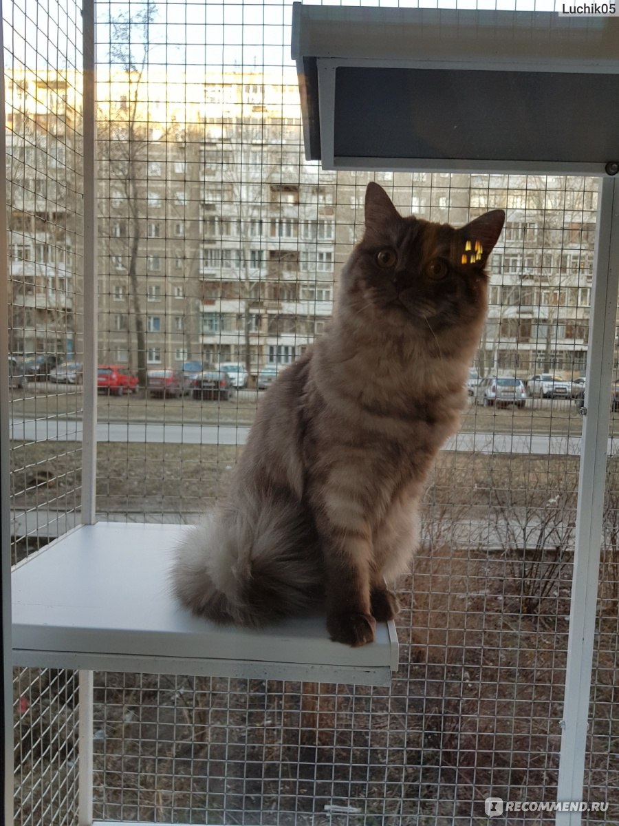 Вольеры для кошек на балкон или окно "Дела мастер" фото