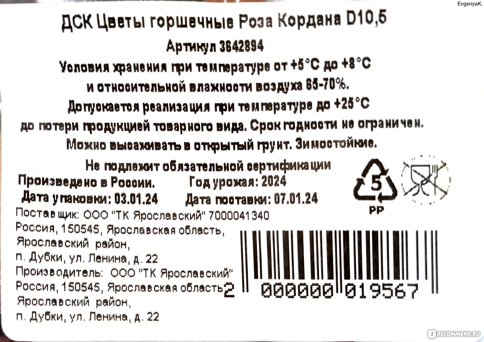 Цветы горшечные Роза Кордана тепличное хозяйство Горкунов артикул 3642894 -  «Почему розы из магазина засыхают. Что делать после покупки, когда  пересаживать, обрезать ли бутоны. » | отзывы