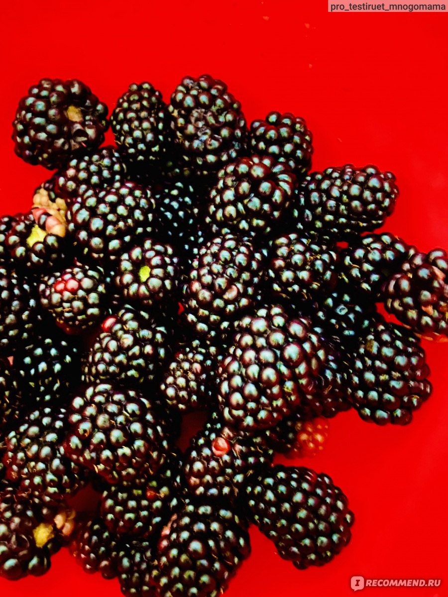 Ежевика (Rubus fruticous L.) - «А вы пробовали ежевичное варенье? Делюсь  рецептом и мнением» | отзывы