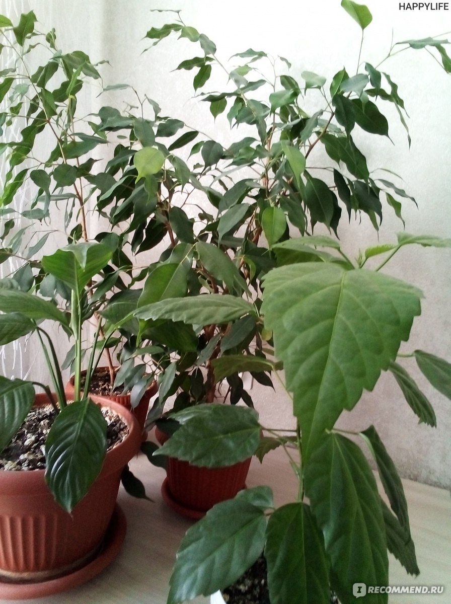 Мобильный телефон Honor 7S фото