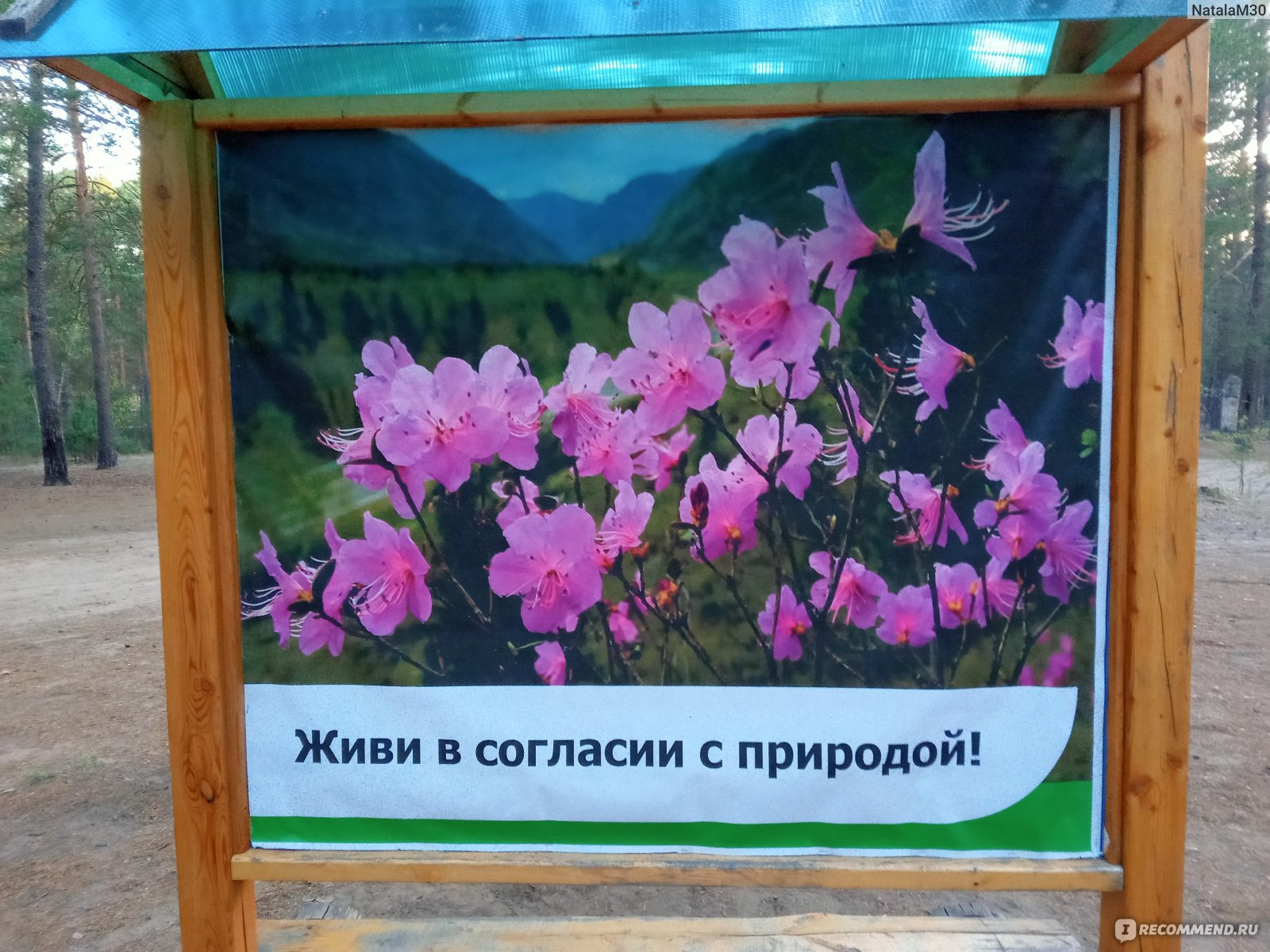 Багульник / Ledum - «Символ Забайкальского края - Багульник или Рододендрон  Даурский. Так и манит в лес насладиться его красотами» | отзывы