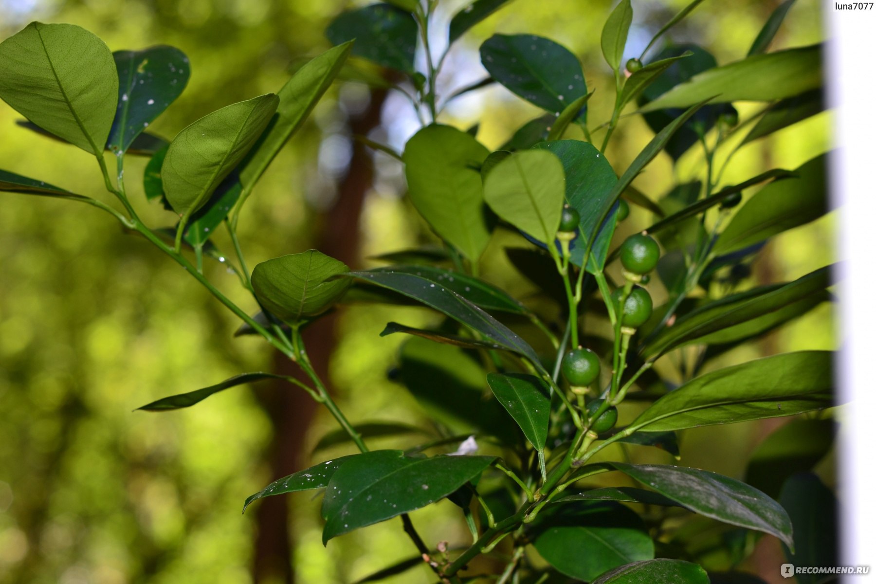 Мандариновое дерево каламондин / CALAMONDIN - «Красивое и неприхотливое  дерево, которое радует цветами и плодами. Фото моего дерева из Икеи,  которому уже несколько лет. » | отзывы