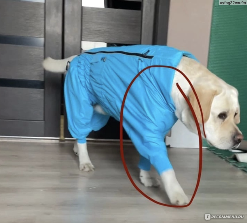 Выкройки одежды для собак