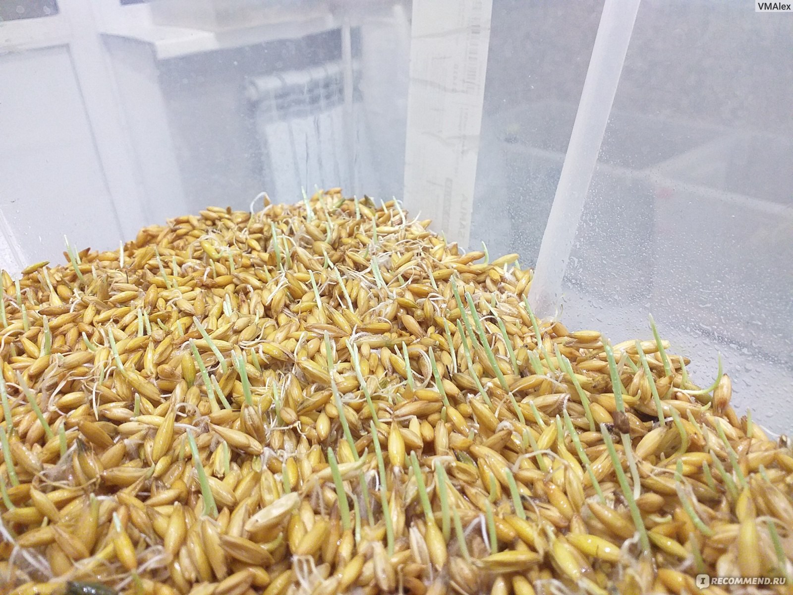 Пшеница для проращивания Зеленый уголок фото