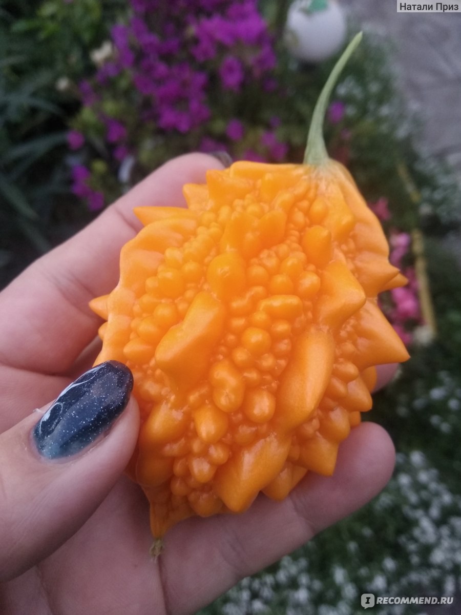 момордика фрукт фото крымский