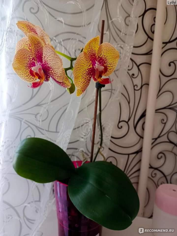 Орхидея засыхает: что делать, как спасти цветок