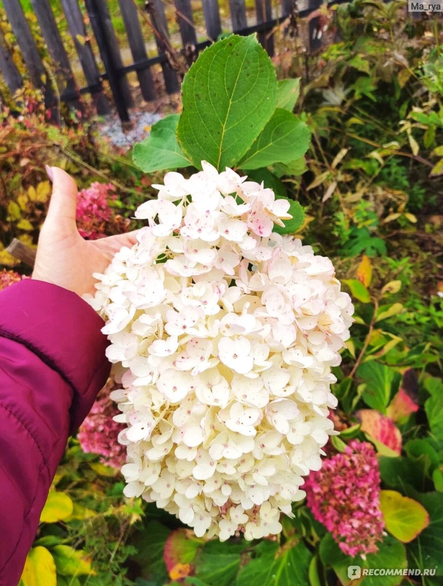 Гортензия метельчатая Ваниль Фрайз (Hydrangea paniculata Vanille Fraise) -  «✓Проверенный временем сорт! Берите, не пожалеете!👍» | отзывы