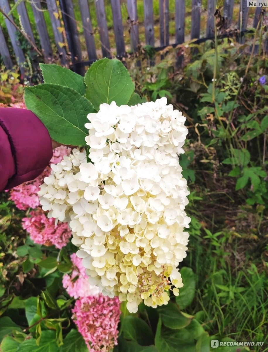 Гортензия метельчатая Ваниль Фрайз (Hydrangea paniculata Vanille Fraise) -  «✓Проверенный временем сорт! Берите, не пожалеете!👍» | отзывы